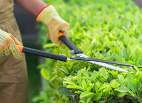 Garden Maintenance Services